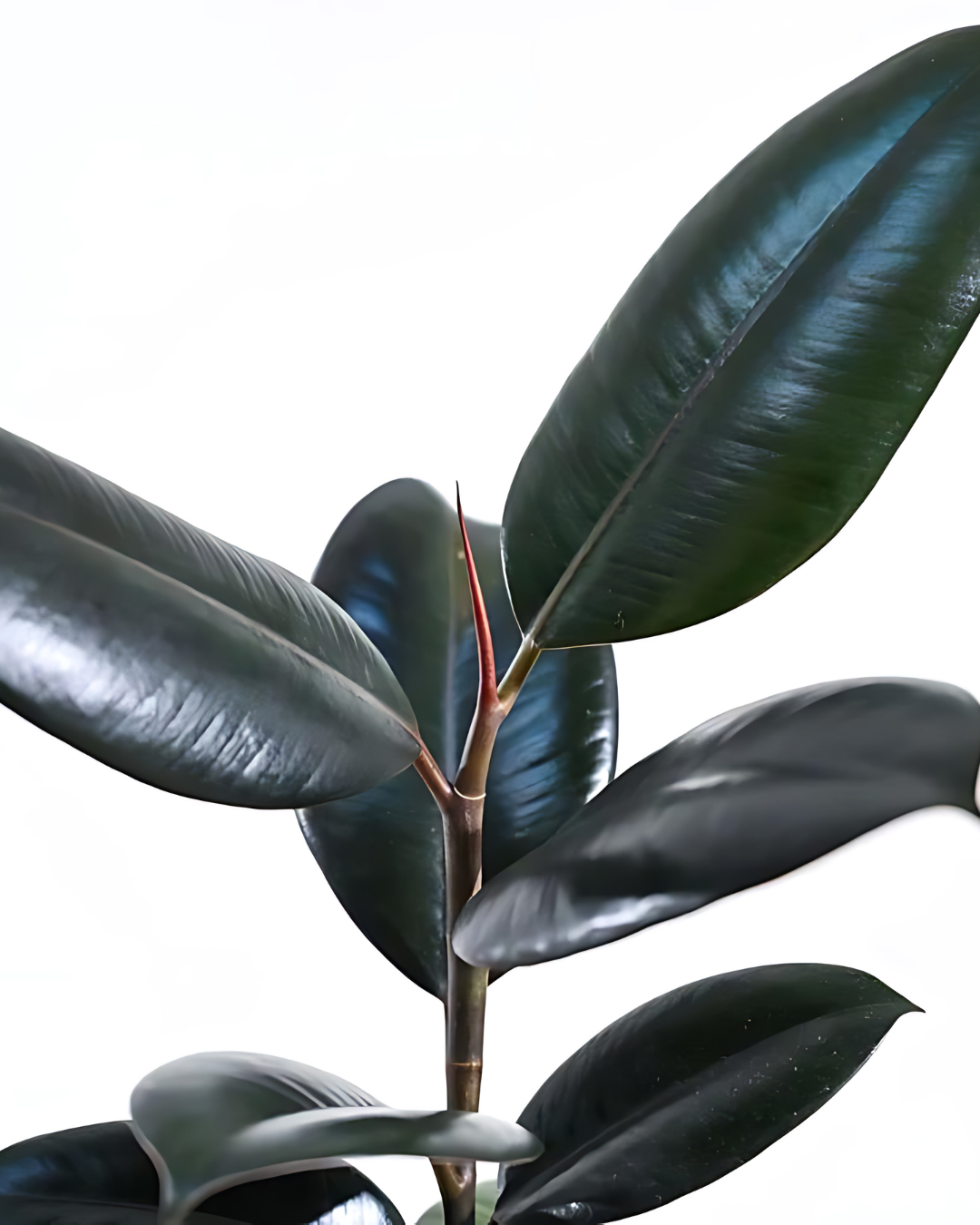 Rubber Plant Black Prince - Ficus Elastica - plant store® 
