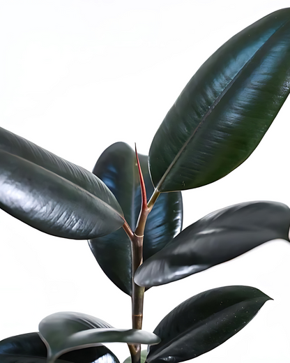 Rubber Plant Black Prince - Ficus Elastica