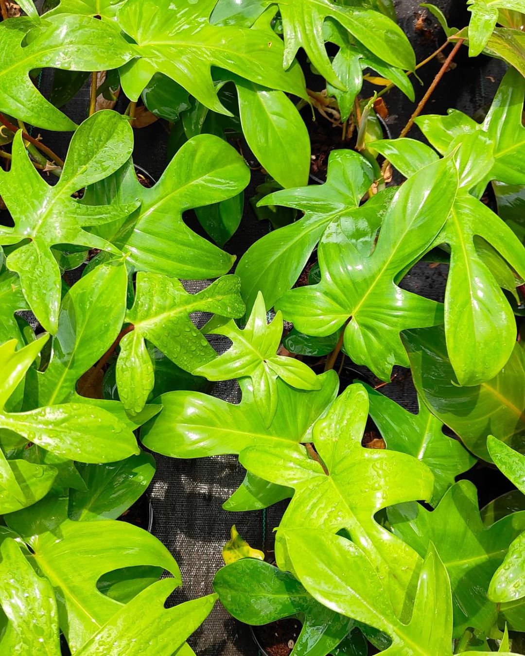 Philodendron Florida Ghost