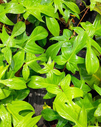 Philodendron Florida Ghost - plant store® 