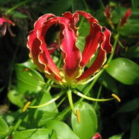 Flame Lily Bulbs (Mix Colour)