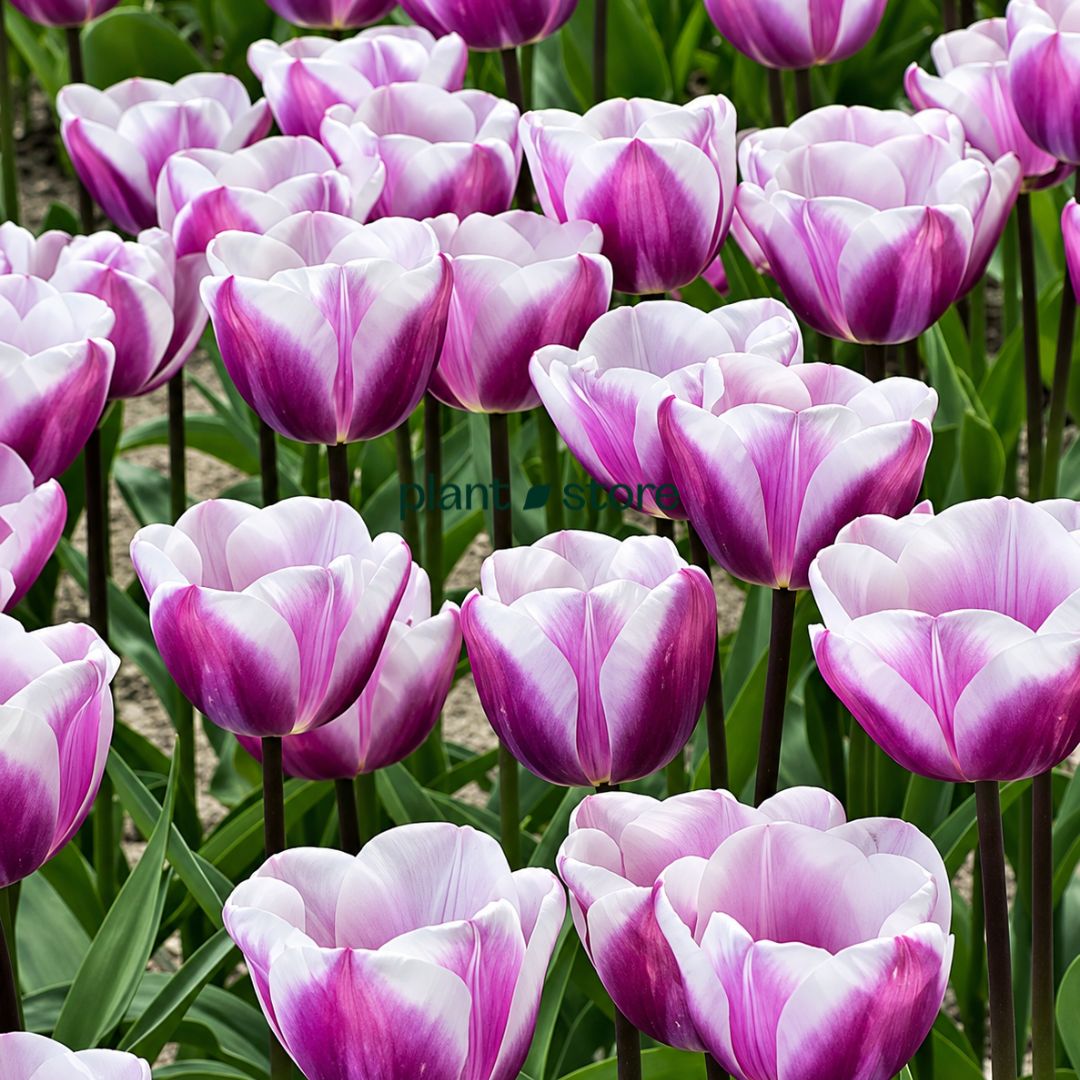 Dutch Tulip Librije Flowering Bulbs (Netherland Imported)
