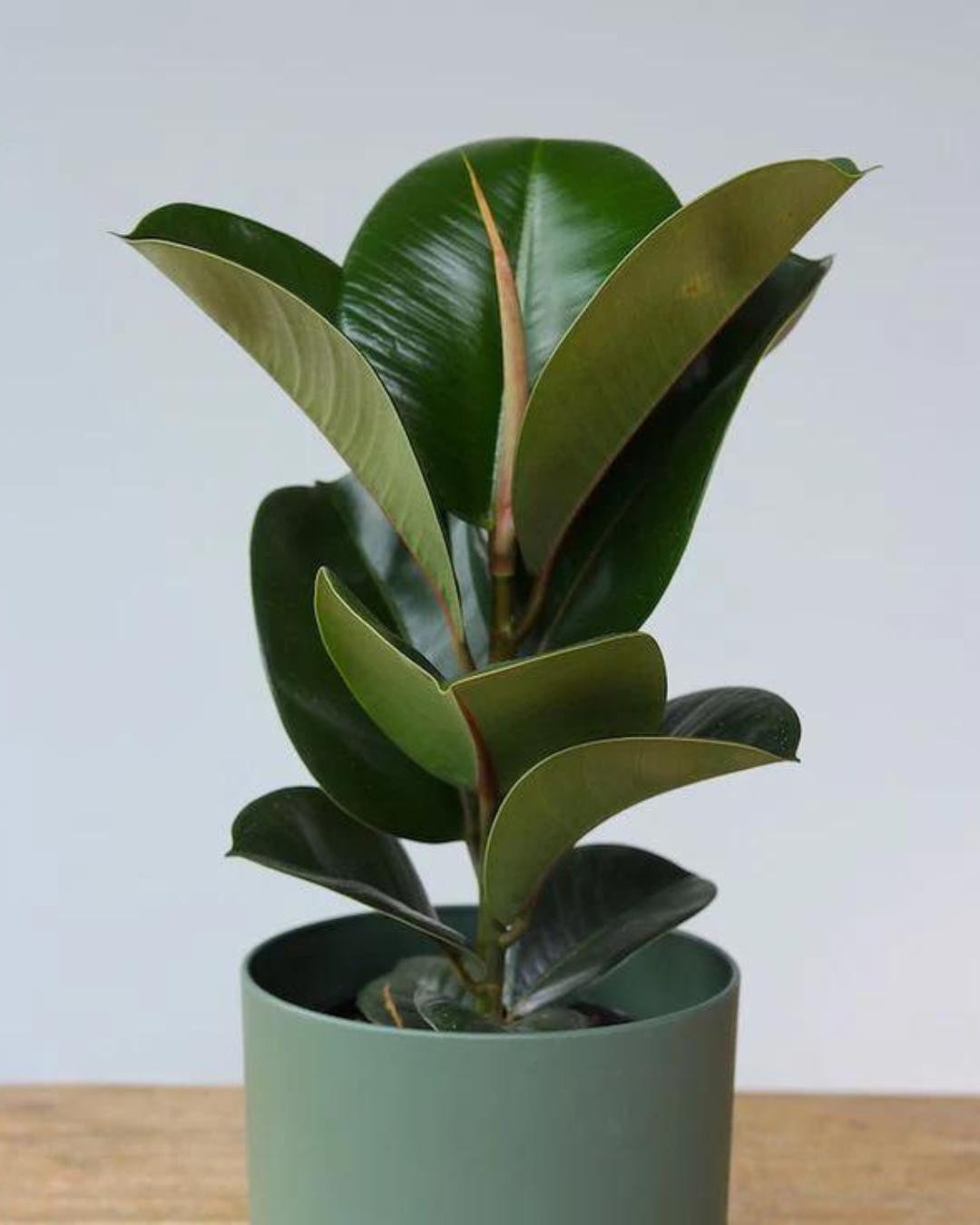 Green Rubber Plant