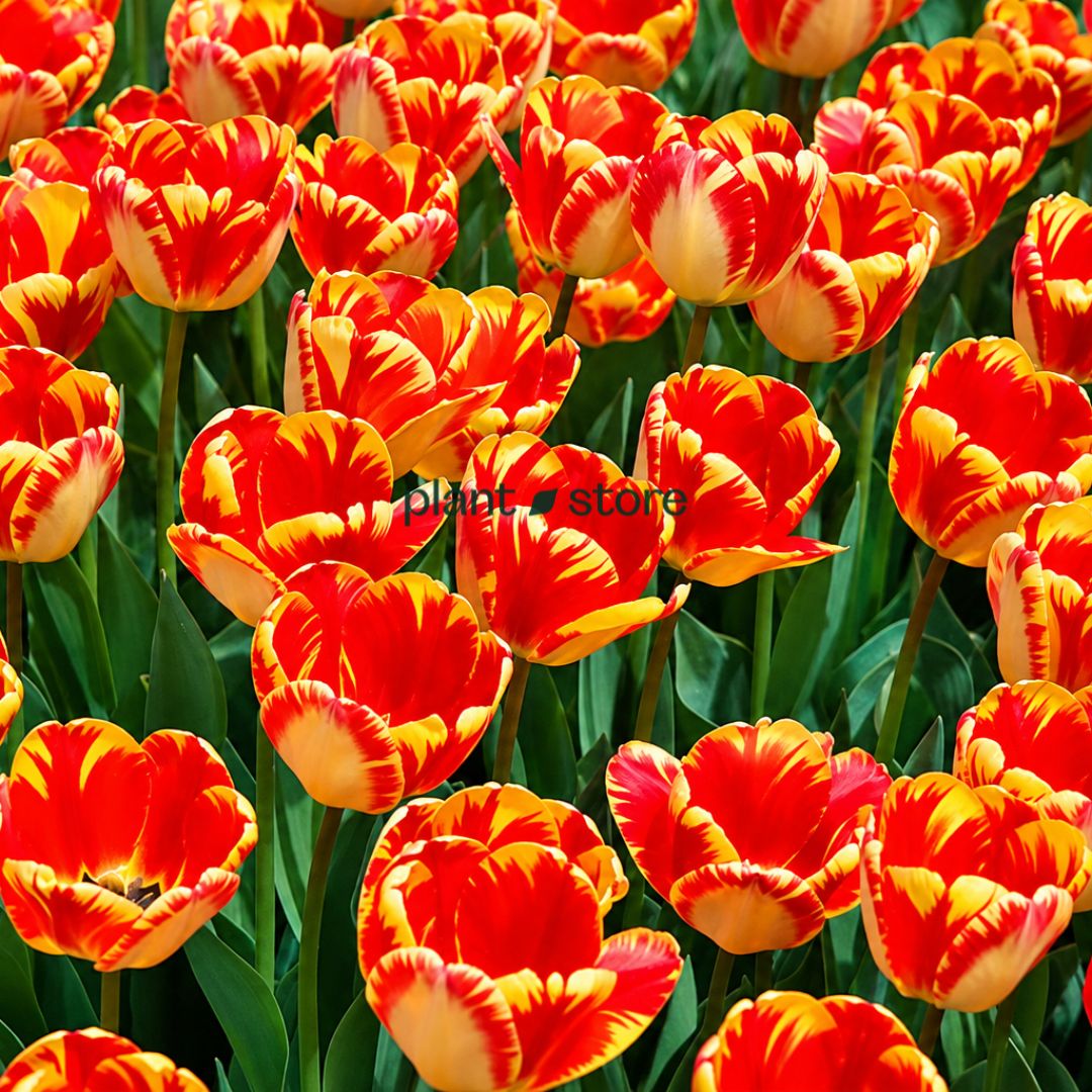 Dutch Tulip Banja Luka Flowering Bulbs (Netherland Imported)