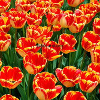 Dutch Tulip Banja Luka Flowering Bulbs (Netherland Imported)