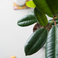 Green Rubber Plant