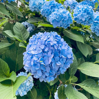 Panicle Hydrangea Plant (Assorted Colour)
