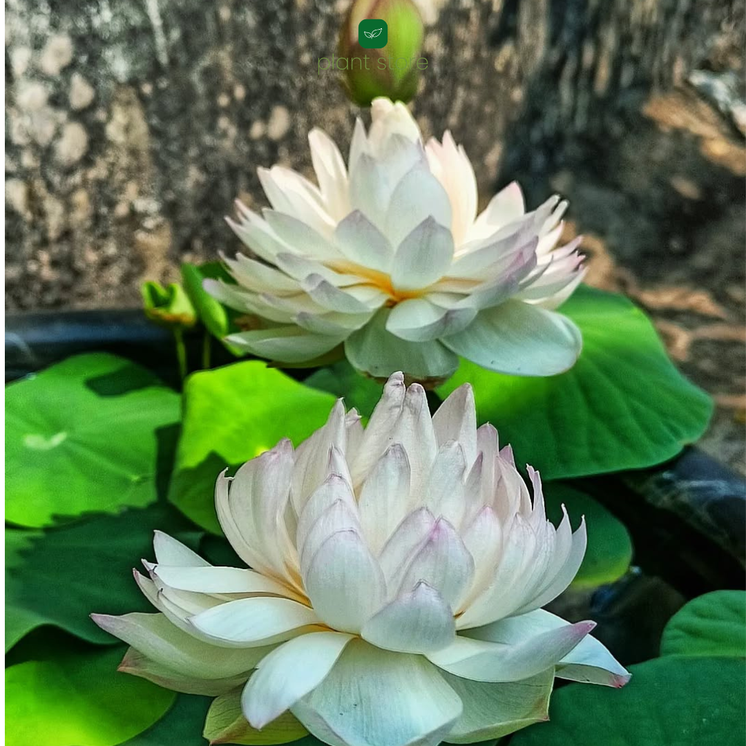 Lotus Amery Camelia Tuber - plant store® 
