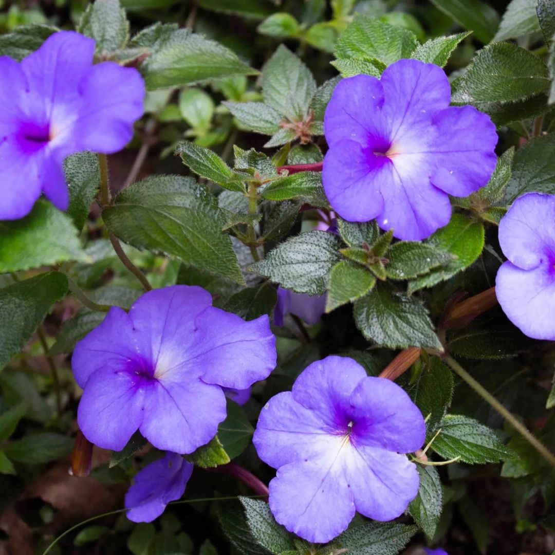 Achimenes flowering bulbs