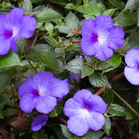 Achimenes flowering bulbs