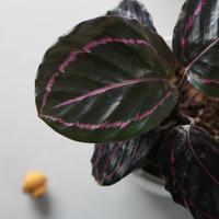 Calathea Medallion