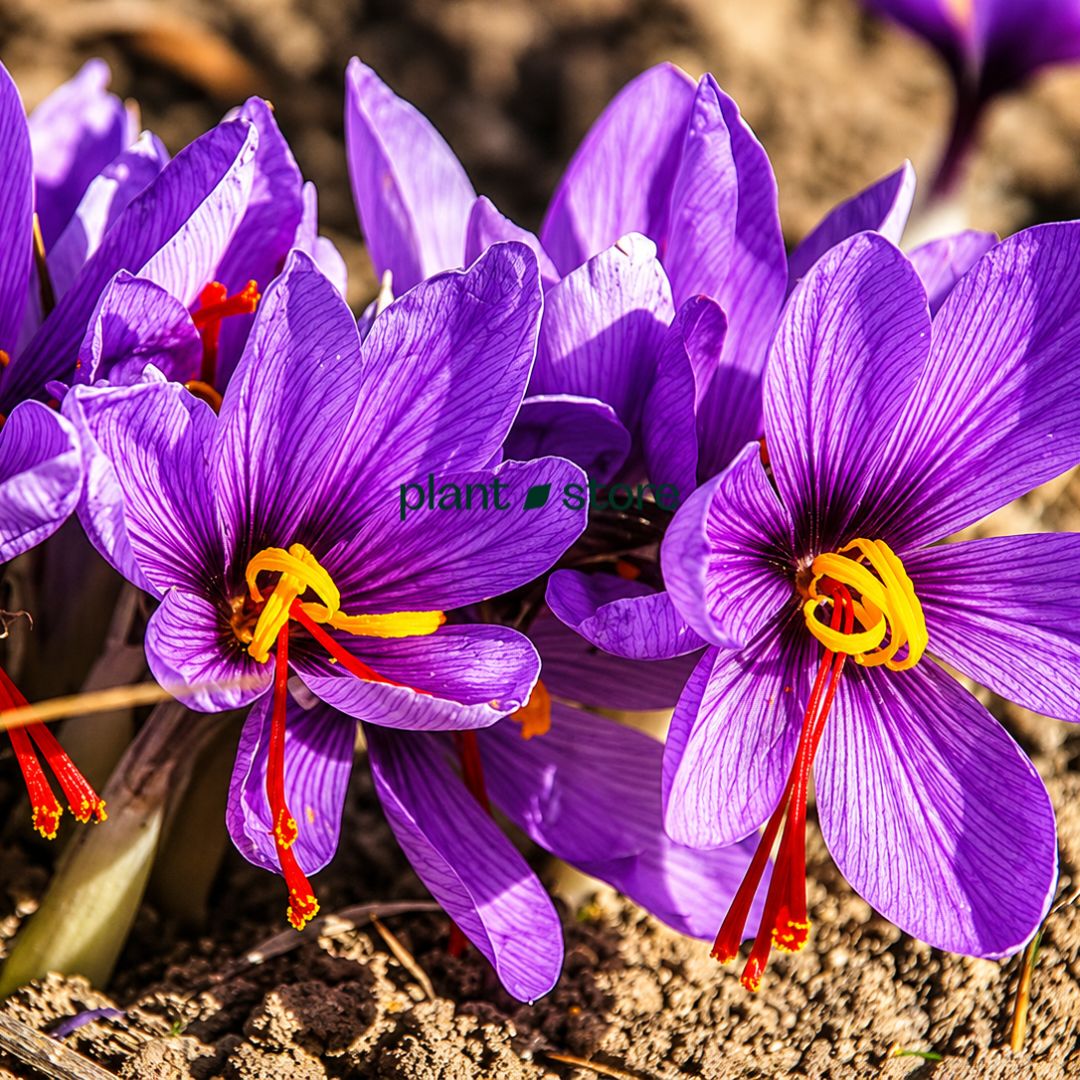 Saffron - Imported Bulbs