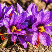 Saffron - Imported Bulbs