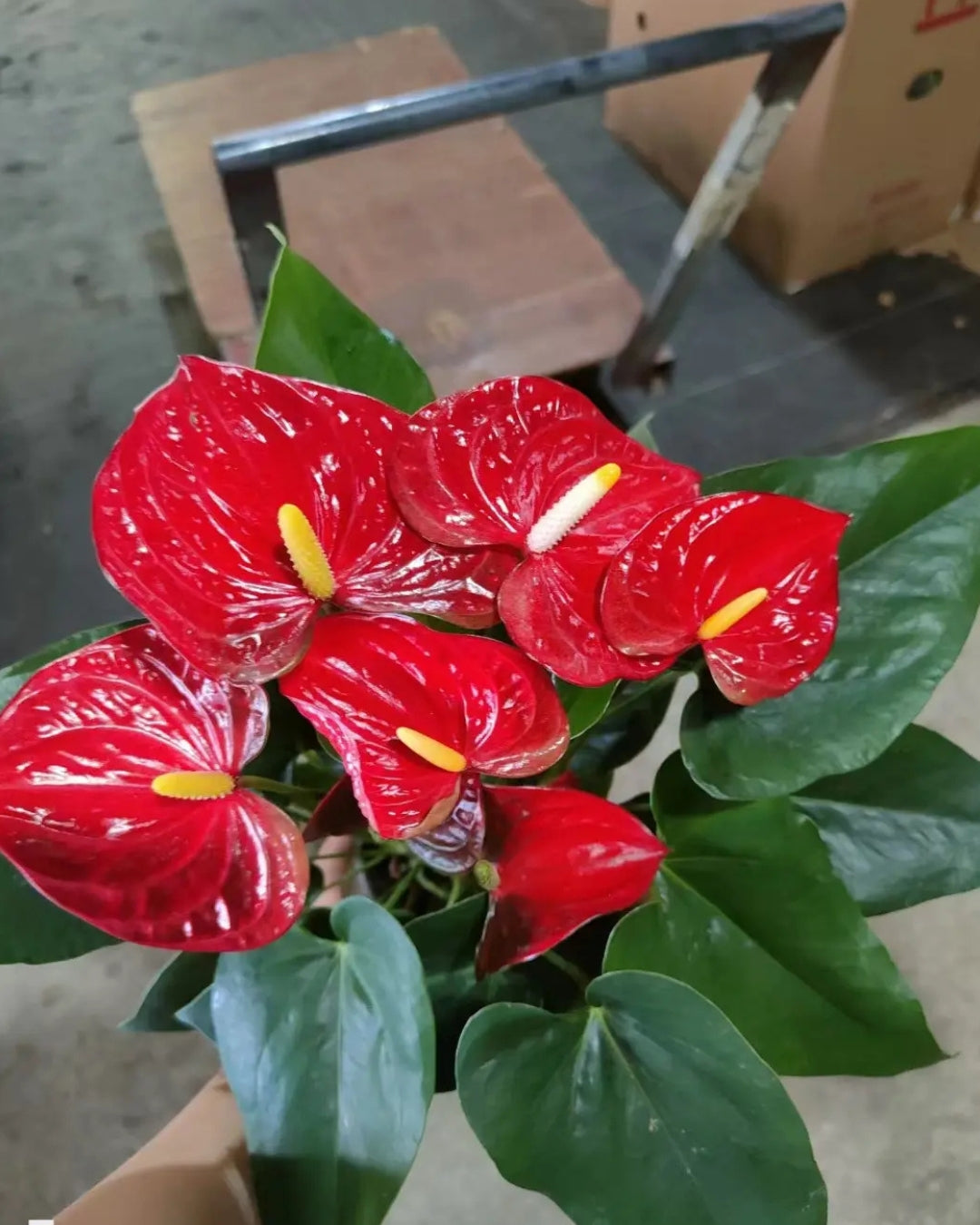 Anthurium Red Flowering Plant Holland Imported Variety with Flowers