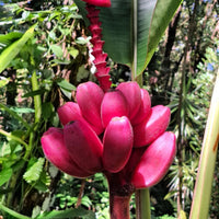 Red Banana Tree