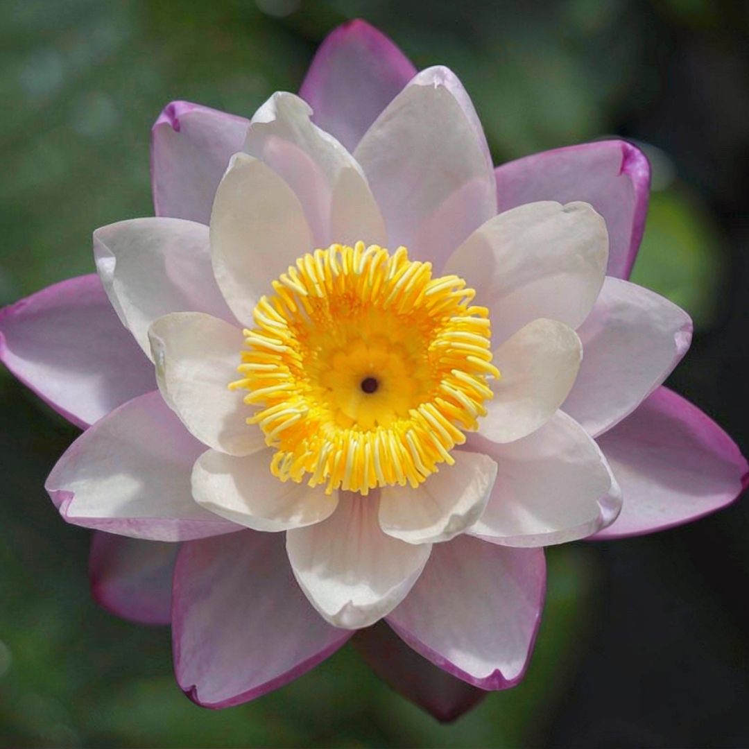 New Orleans Lady Australian Waterlily
