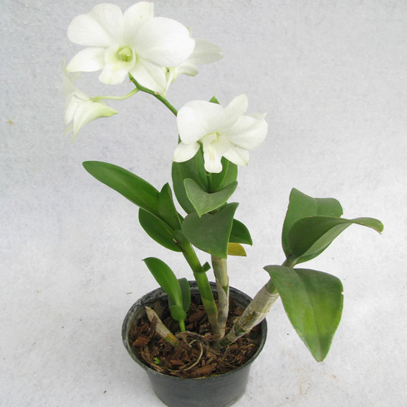 Orchid - Dendrobium Big White (Blooming Size) - plant store® 