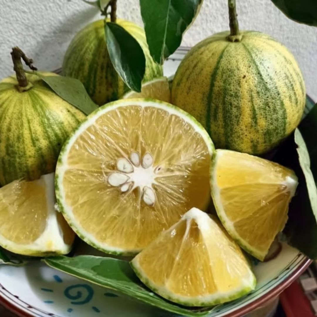 Lemon (Nimbu) Variegated Grafted Tree