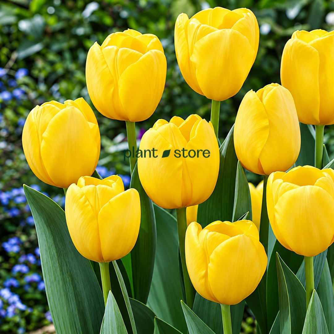 Dutch Tulip Novi Sun  Flowering Bulbs (Netherland Imported)