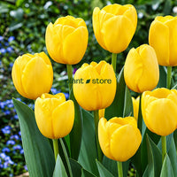 Dutch Tulip Novi Sun  Flowering Bulbs (Netherland Imported)