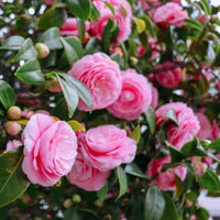 Camelia Plant