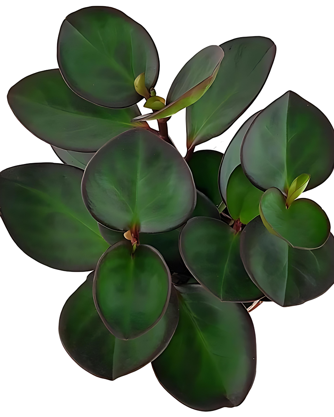 Peperomia "Red Margin" - plant store® 