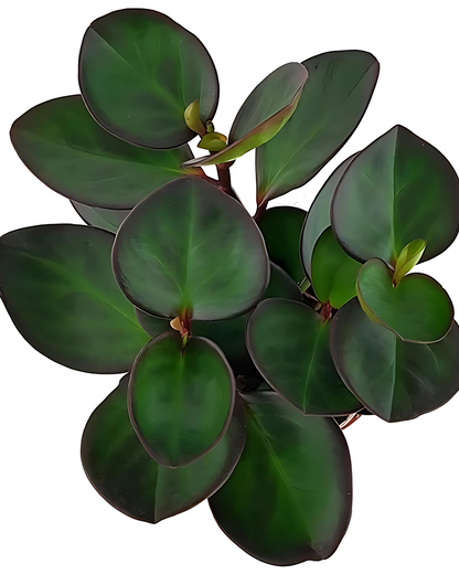 Peperomia "Red Margin"