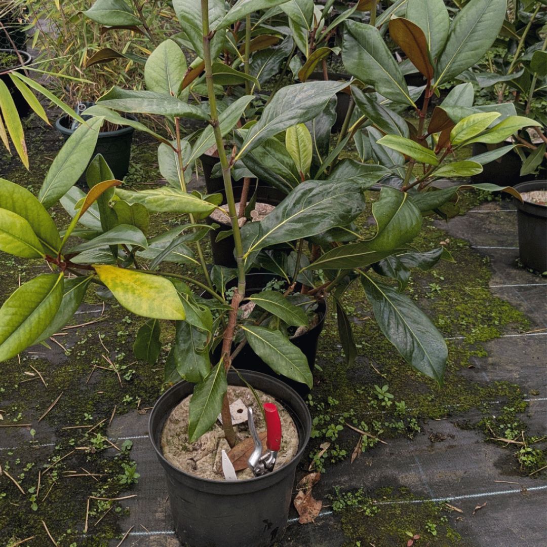 Magnolia Grandiflora Plant