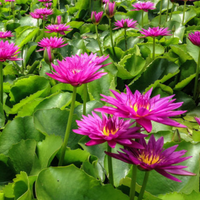Bull's Eye Tropical Waterlily