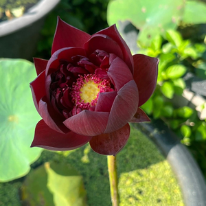 Wan Cheng Lotus Tuber