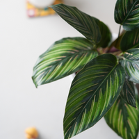 Calathea Beauty Star