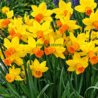 Daffodils - Jet Fire Double Petal (Imported)