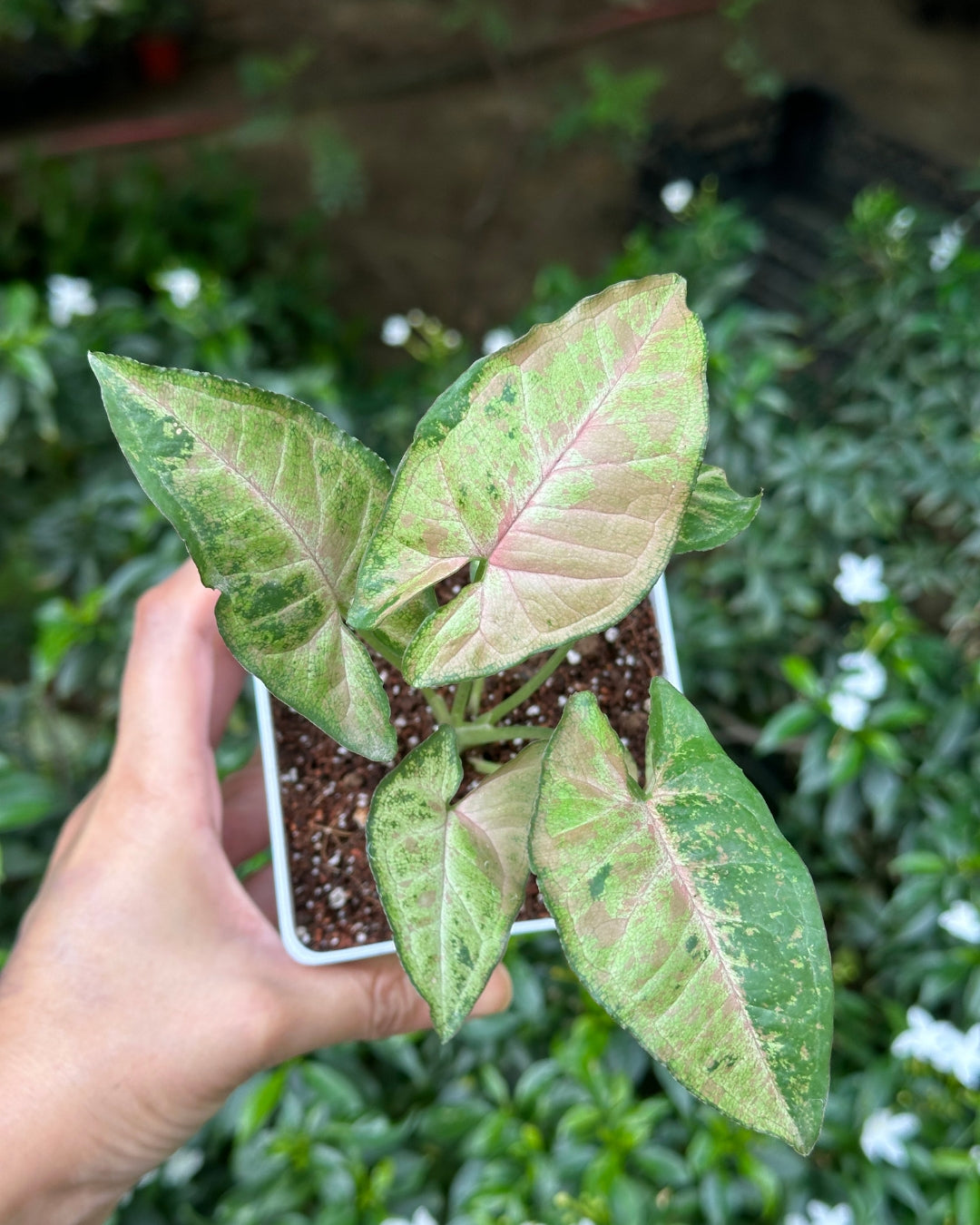 Syngonium Confetti Tricolour