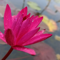 English Rose Tropical Waterlily (Night Bloomer)