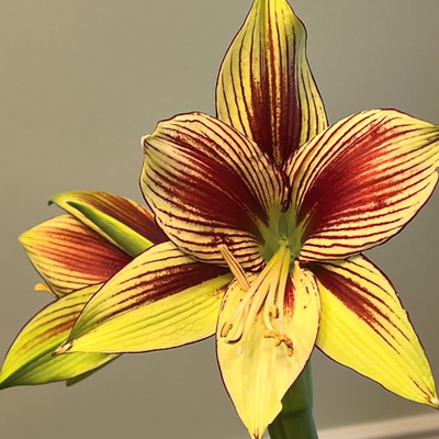 Amaryllis Lily Bulbs | Double Shaded