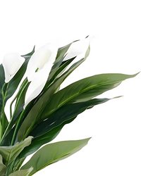 Peace Lily (Spathiphyllum) - plant store® 