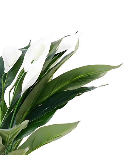 Peace Lily (Spathiphyllum)