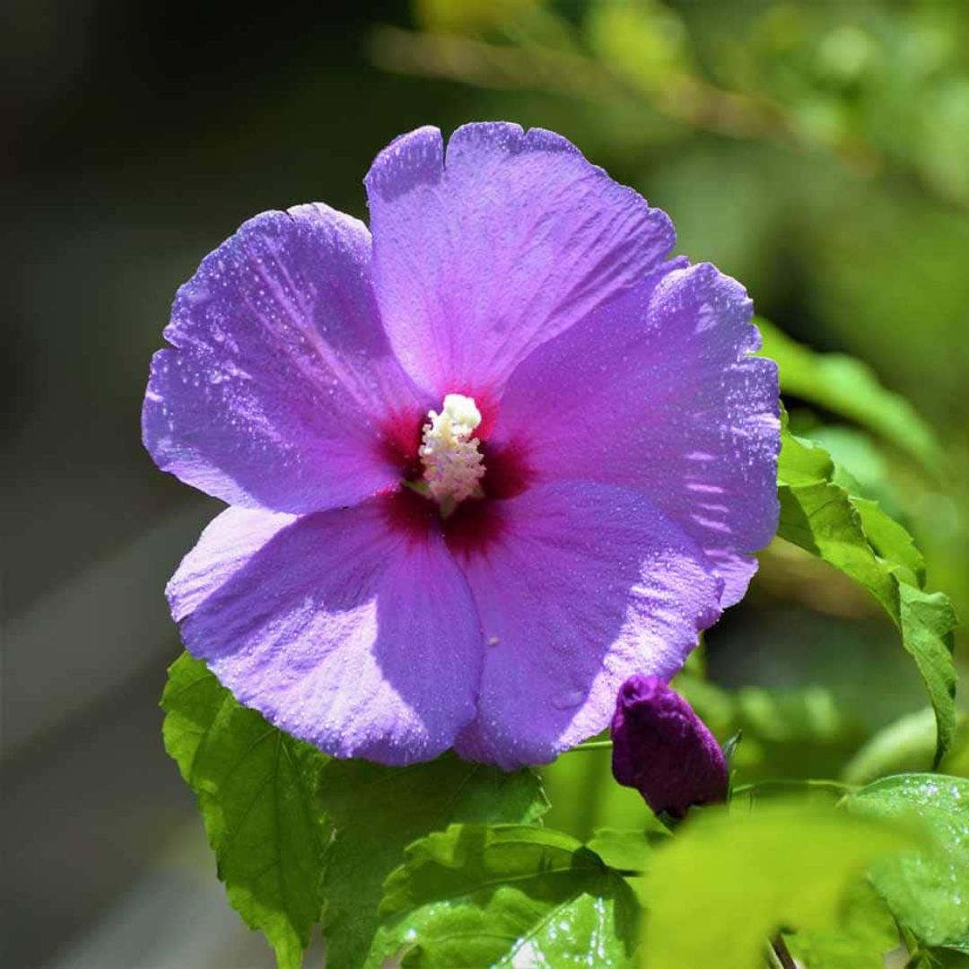 Blue (Lilac) Hibiscus  (Rare Variety)