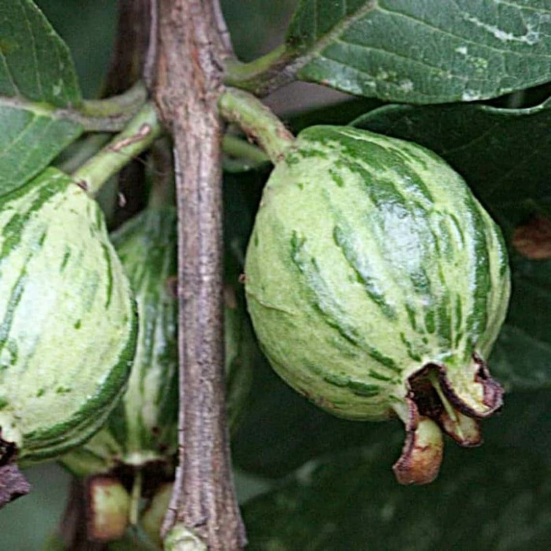 Variegated Guava Grafted Plant