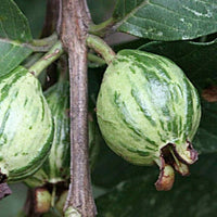 Variegated Guava Grafted Plant