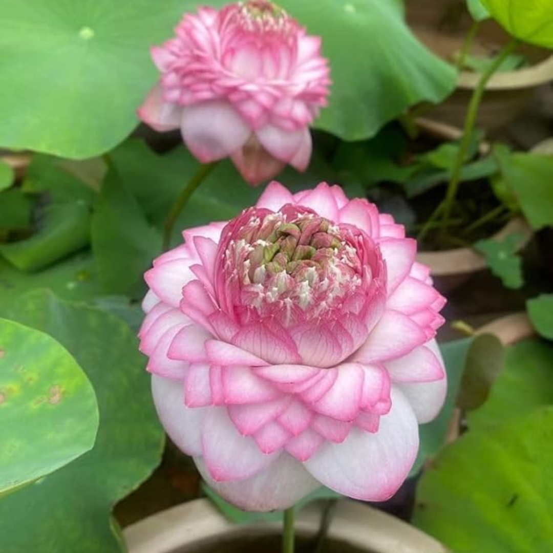Tinh TyTy Lotus Tuber