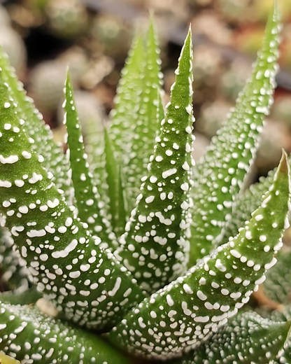 Haworthia Zebra Succulent with Pot