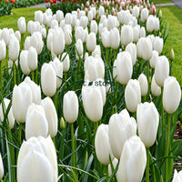 Dutch Tulip Royal Virgin Flowering Bulbs (Netherland Imported)