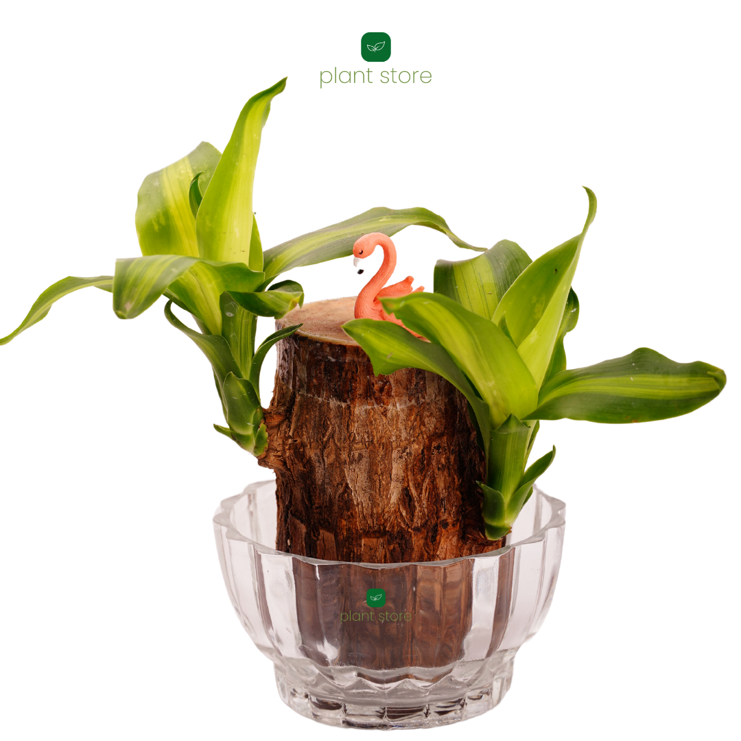 Feng Shui Edition (Brazilian Wood) - plant store® 