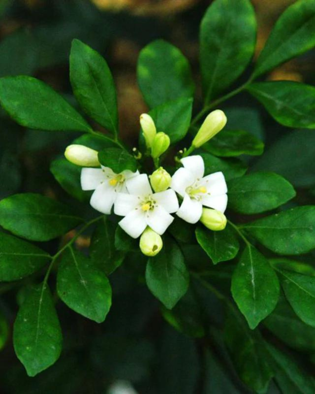 Madhu kamini Muraya (Satin Wood) - Scented Flowering Plant - plant store® 