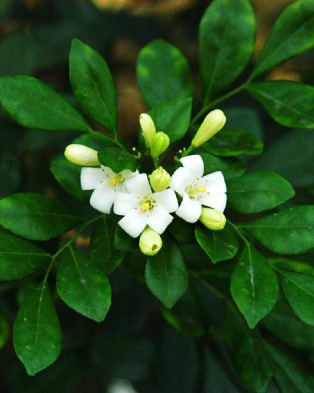 Madhu kamini Muraya (Satin Wood) - Scented Flowering Plant