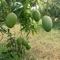 Imam Pasand Mango Grafted Tree