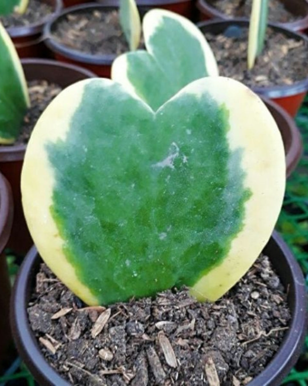 Hoya Kerrii 'Variegated' Plant