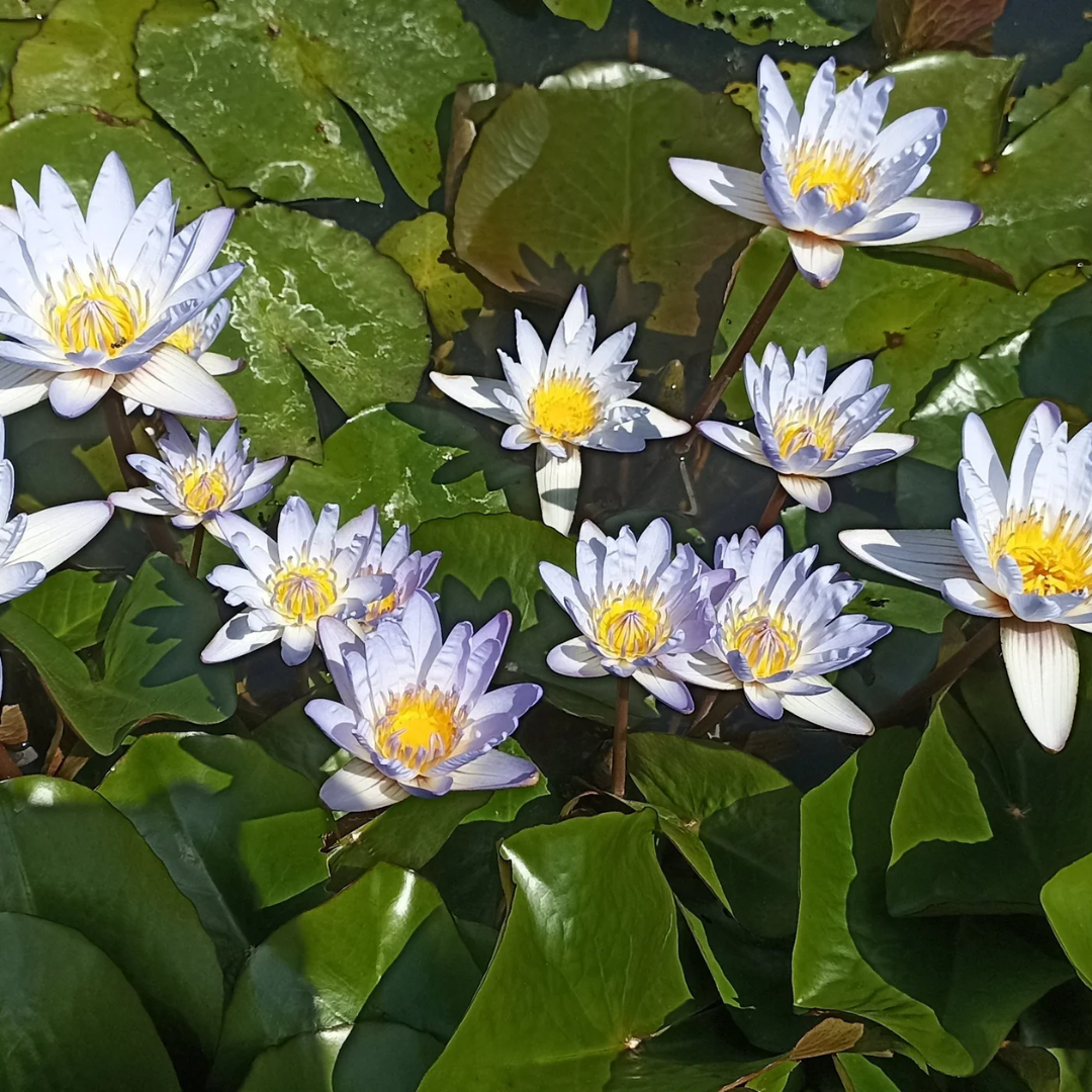 Macrantha Tropical Waterlily