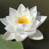 Siam Jasmine Hardy Waterlily